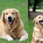 Lost Pet Dog Found Hindi Story.