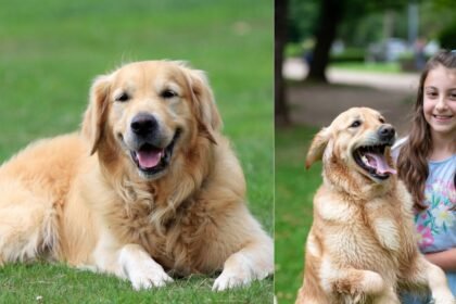 Lost Pet Dog Found Hindi Story.