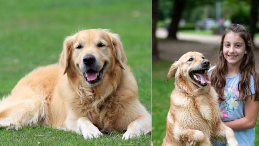 Lost Pet Dog Found Hindi Story.